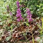 Orchis mascula Habit