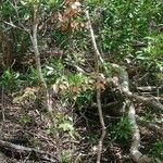 Phyllanthus pindaiensis Hábito
