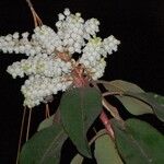 Arbutus xalapensis Flower