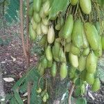 Averrhoa bilimbi Frucht