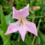 Dianthus sylvestris Цветок