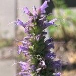 Agastache foeniculum Flower