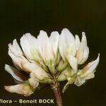 Trifolium occidentale Blomma