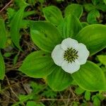 Cornus canadensisപുഷ്പം