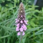 Stachys palustrisKvet