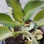 Kalanchoe laetivirens برگ