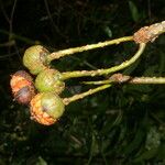 Marcgravia brownei Fruto