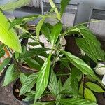 Psychotria viridis Foglia