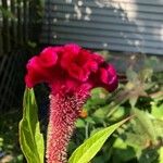 Celosia argenteaKwiat