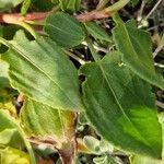 Rumex roseus Hoja