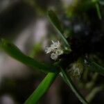 Ancistrorhynchus tenuicaulis Flower