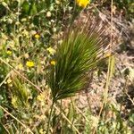 Bromus rubens ফুল