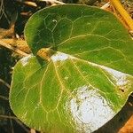 Asarum europaeum 葉