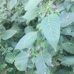 Ruellia paniculata Flor
