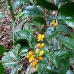 Clarisia ilicifolia Gyümölcs