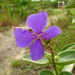 Tibouchina clavata