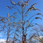 Solidago altissima Frugt