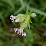 Silene apetala Blomst