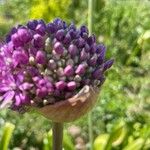 Allium giganteumFlower