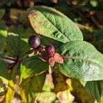 Hypericum androsaemum Vrucht