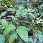 Rubus echinatus 葉