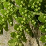 Dryopteris pallida Ostatní