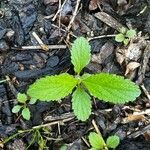 Verbena urticifolia Лист
