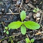 Verbena urticifolia 葉