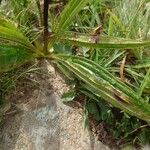 Gentiana purpurea Leaf