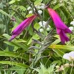 Gladiolus communis Habitus