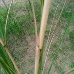 Tripidium ravennae পাতা