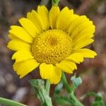 Glebionis segetum Flower