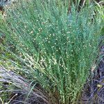 Linum lewisii Habit