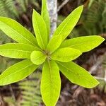 Litsea glutinosa Leaf