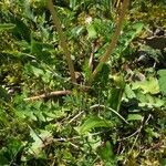 Taraxacum braun-blanquetii Habit