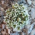 Arenaria querioides Flower