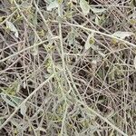 Cebatha pendula Лист