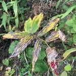 Maianthemum racemosum 整株植物
