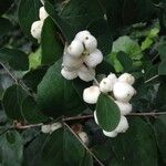 Symphoricarpos albus 果實