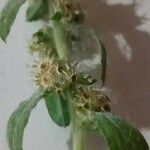 Gnaphalium purpureum Flower