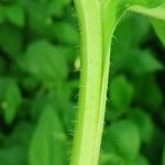 Symphytum tuberosumBark