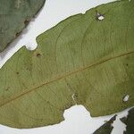 Cheiloclinium cognatum Altul/Alta