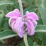 Phlomis purpurea 花