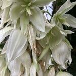 Yucca filamentosa花