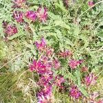 Astragalus monspessulanus Flor