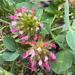 Trifolium spumosum Blüte