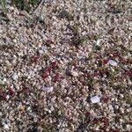 Crassula tillaea Habit