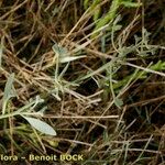 Atriplex pedunculata Habitus