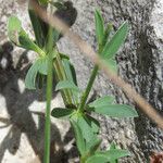 Cytisus decumbens Leaf