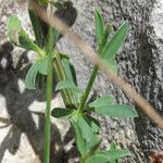 Cytisus decumbens Hoja
